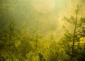 ɭ������