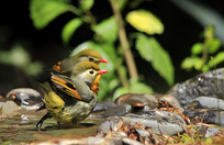 ˫�ܵĺ�����˼��