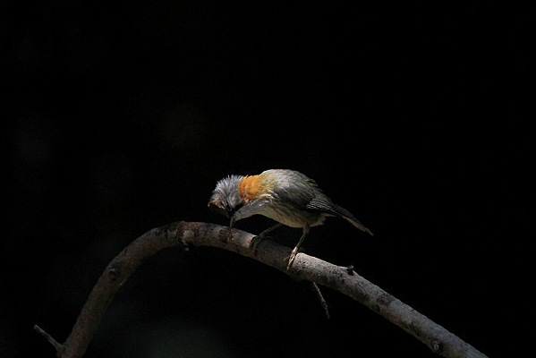 ��͸�Ļƾ�����