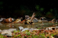 Ϸˮ�Ļҿ�ȸ��