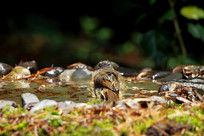 ϴ��Ļҿ�ȸ��