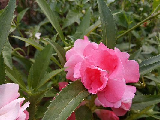 һ�����޵ķ۷��ɻ�