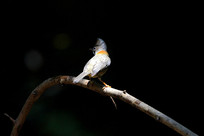 ��ë�����Ļƾ�����