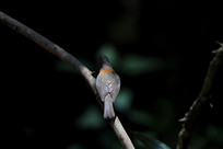 ��ë�����Ļƾ�����