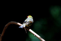 ��ë��欵ĺ�����˼��