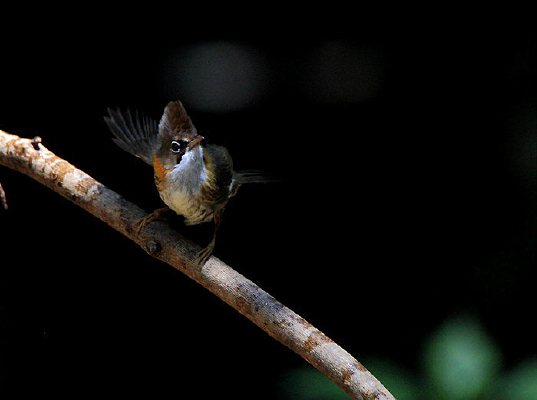 �����Ļƾ�����