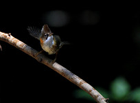 �����Ļƾ�����