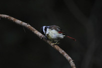 ��˼�Ļ�βϣ��