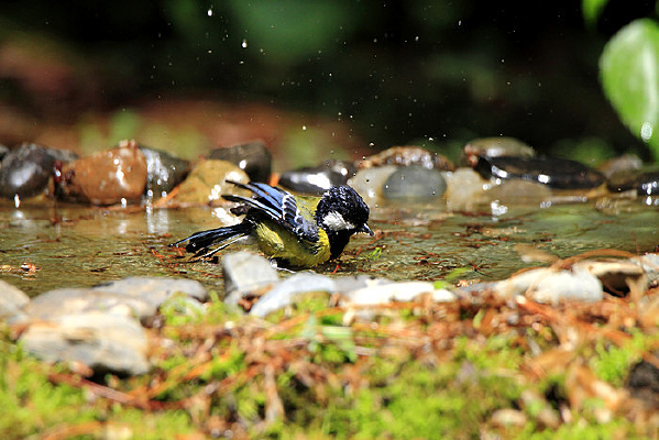 ������̱�ɽȸ