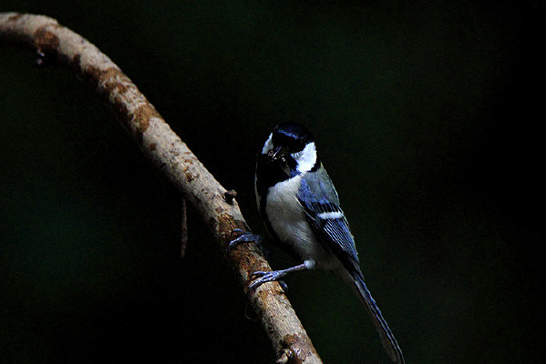 �������̱�ɽȸ