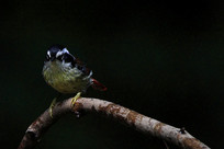 ���۵Ļ�βϣ��