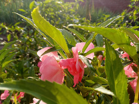 ��ʵķ۷���