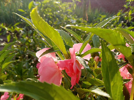 ��ʵķ۷���