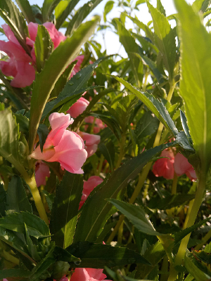 ���������ķ��ɻ�