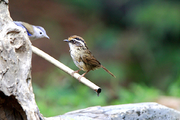 ���޵ĺ�вȸ��