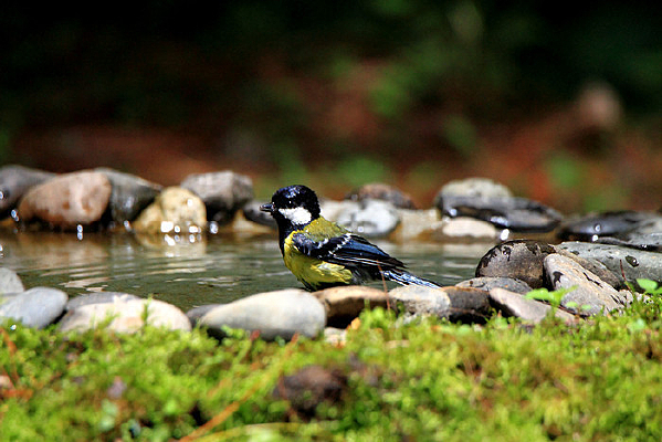 ���ε��̱�ɽȸ