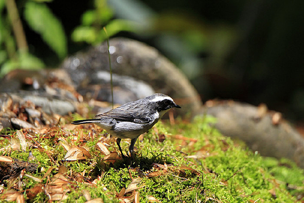 �����Ļ����S