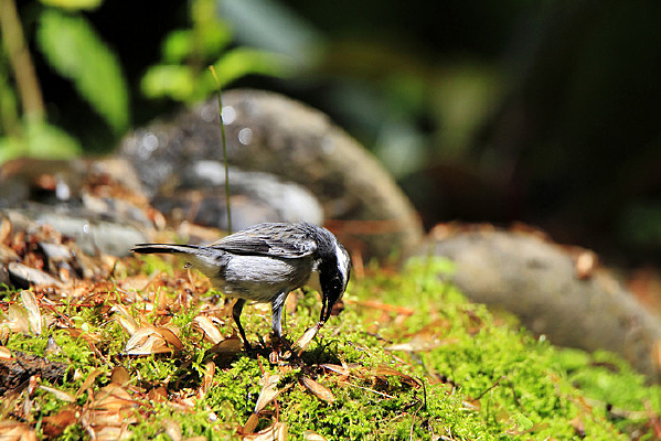 ��ʳ�Ļ����S