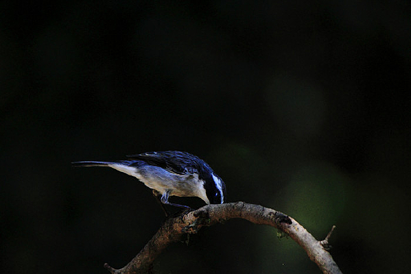 Ư���Ļ����S