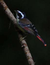 Ư���Ļ�βϣ��