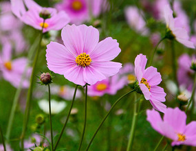 ��Ӣ��˹��