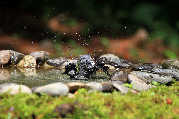 ˮ���Ľ����̱�ɽȸ