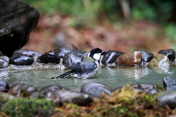 ˮ�з������̱�ɽȸ