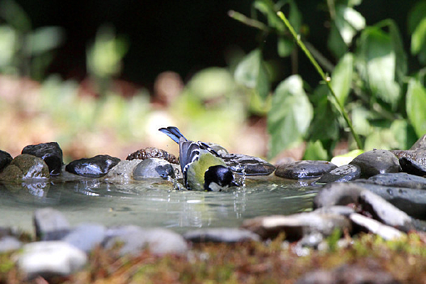 ˮ��Ϸˮ���̱�ɽȸ