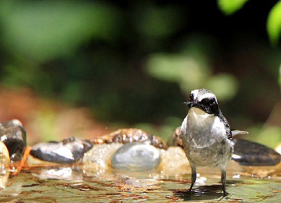 ˮ�����еĻ����S