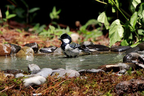 ˮ�����ֵ��̱�ɽȸ