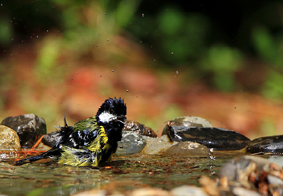 ˮ�����ֵ��̱�ɽȸ