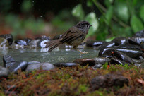 ����Ļҿ�ȸ��