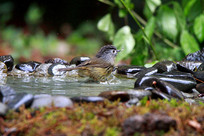 �赸ˮ�ϵĻҿ�ȸ��