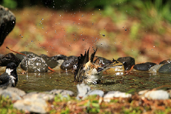 ��ˮ���������ϣ��