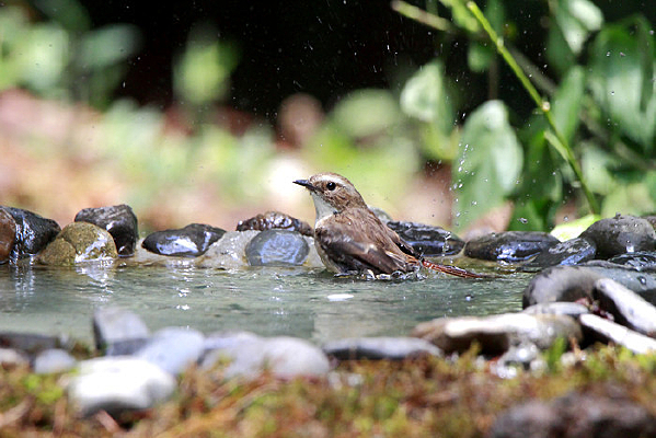 ��ˮ�ĺ�вȸ��