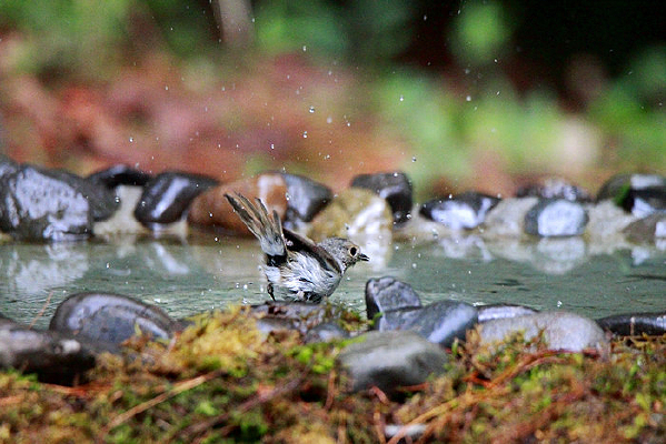 ��ˮ����Ļҿ�ȸ��