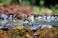 ��ˮ����Ļҿ�ȸ��