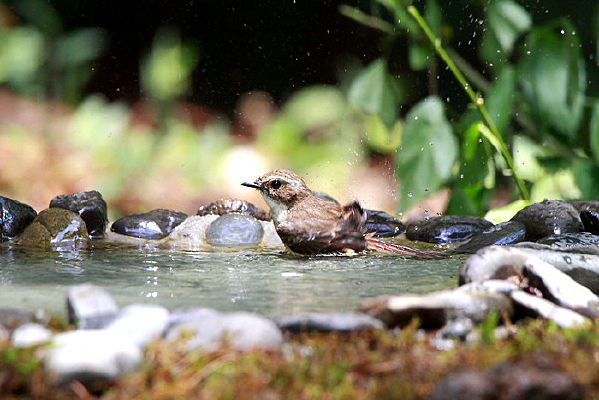 Ϸˮ���˵ĺ�вȸ��