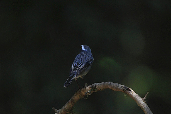 ��ë�����Ļ����S