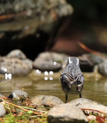 ��ë�����Ļ����S