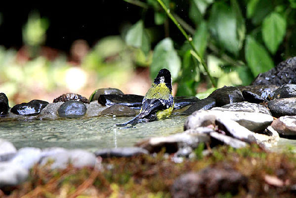 ��ë�������̱�ɽȸ