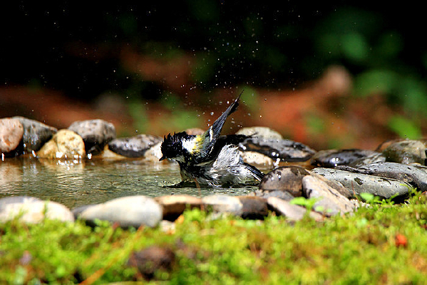 ��ᵯ����̱�ɽȸ