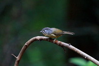 ֦�����ɵĻҿ�ȸ��