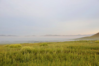 ��ԭ�ϵĳ����ƺ�