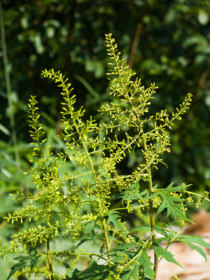 ��з��ͷ״����