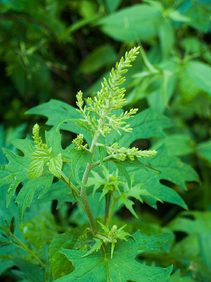 ��з��ͷ״�����֦Ҷ