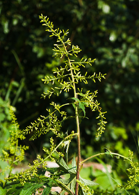 ��з��ͷ״������д