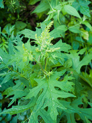 ��з��ֲ��