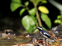 ������С�߼��l