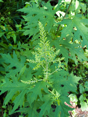 �տ�ֲ�ﻪз��